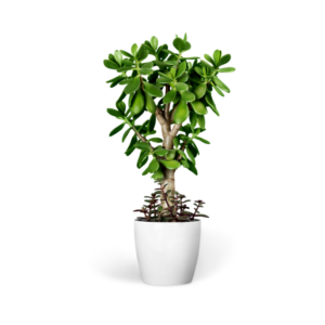 Ficus Bonsai Plant
