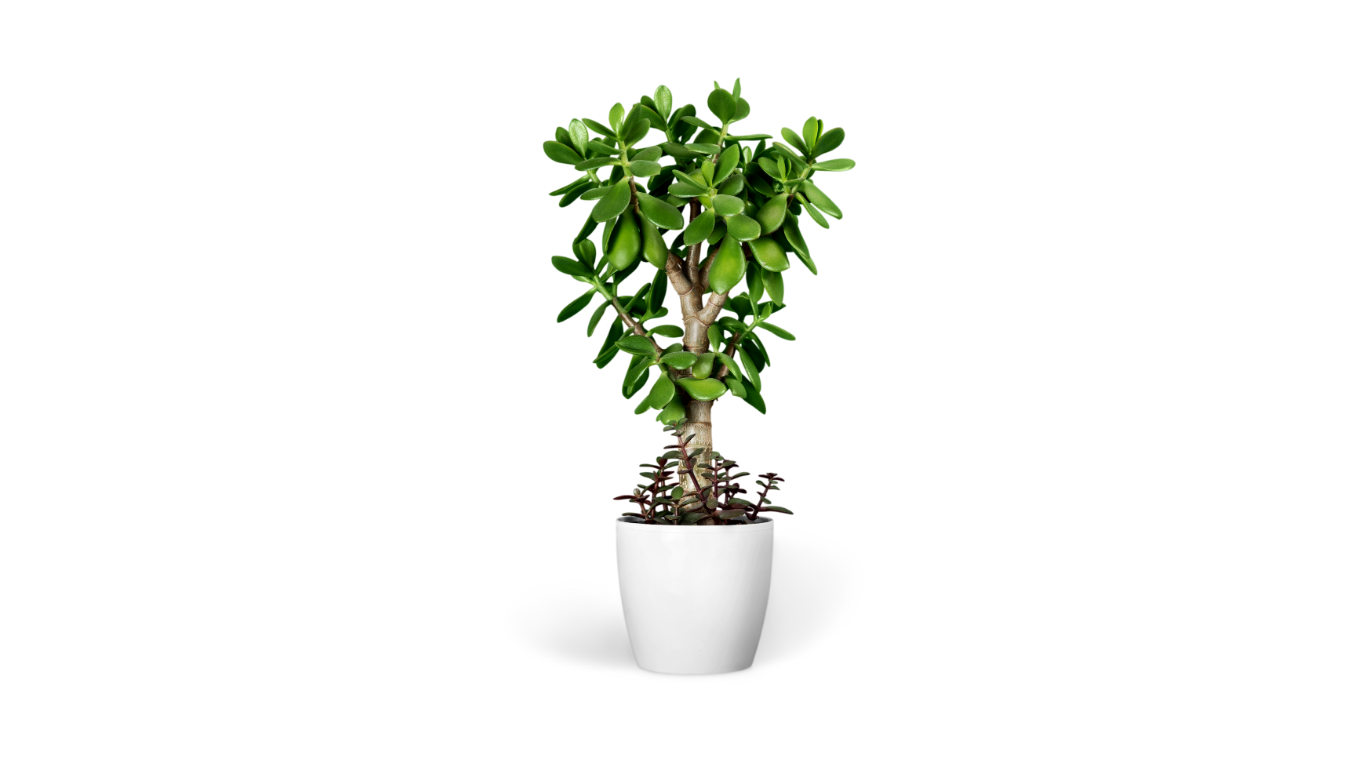 Ficus Bonsai Plant