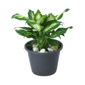 Dieffenbachia Tropic Snow Plant
