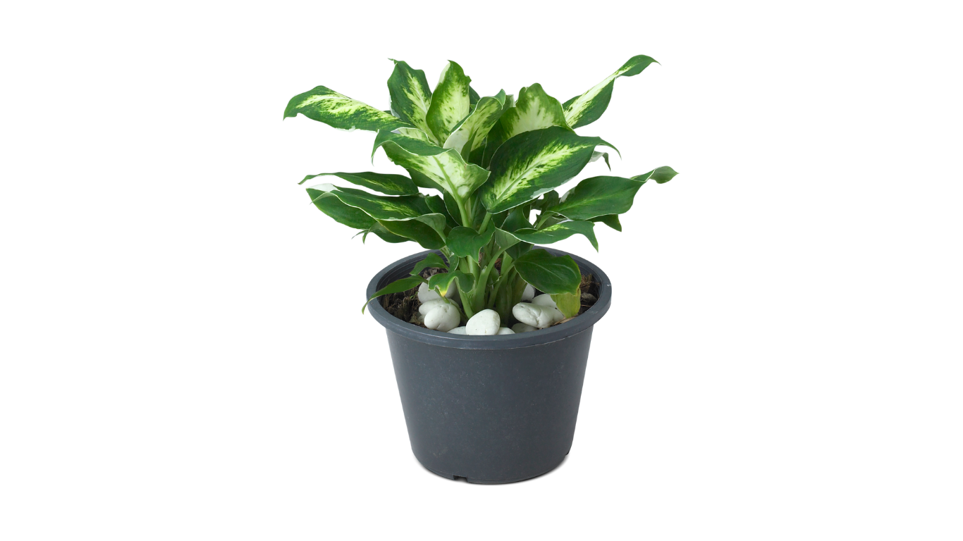 Dieffenbachia Tropic Snow Plant - Image 3