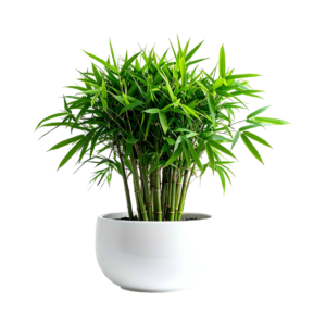 Wheel Bamboo Plant