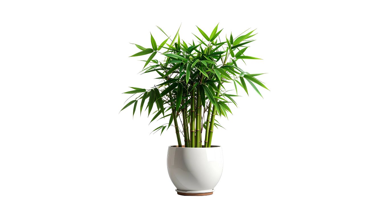 Wheel Bamboo Plant - Image 4